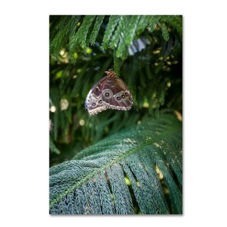 Yale Gurney 'Grey Butterfly' Canvas Art,16x24